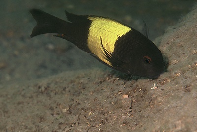 Tropheus sp. 'kaiser' Kekese